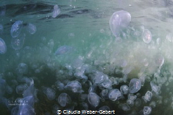 jellyfish soupe in the lagoon of Sète in France by Claudia Weber-Gebert 
